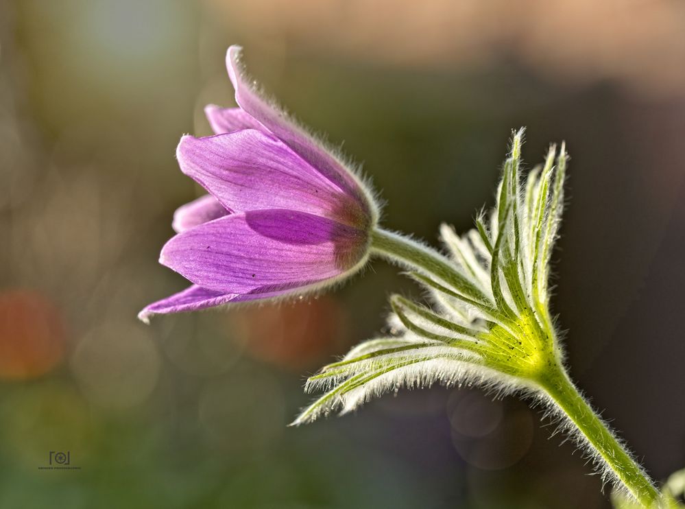 Pulsatilla im Abendlicht