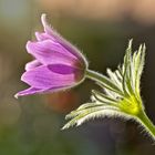 Pulsatilla im Abendlicht