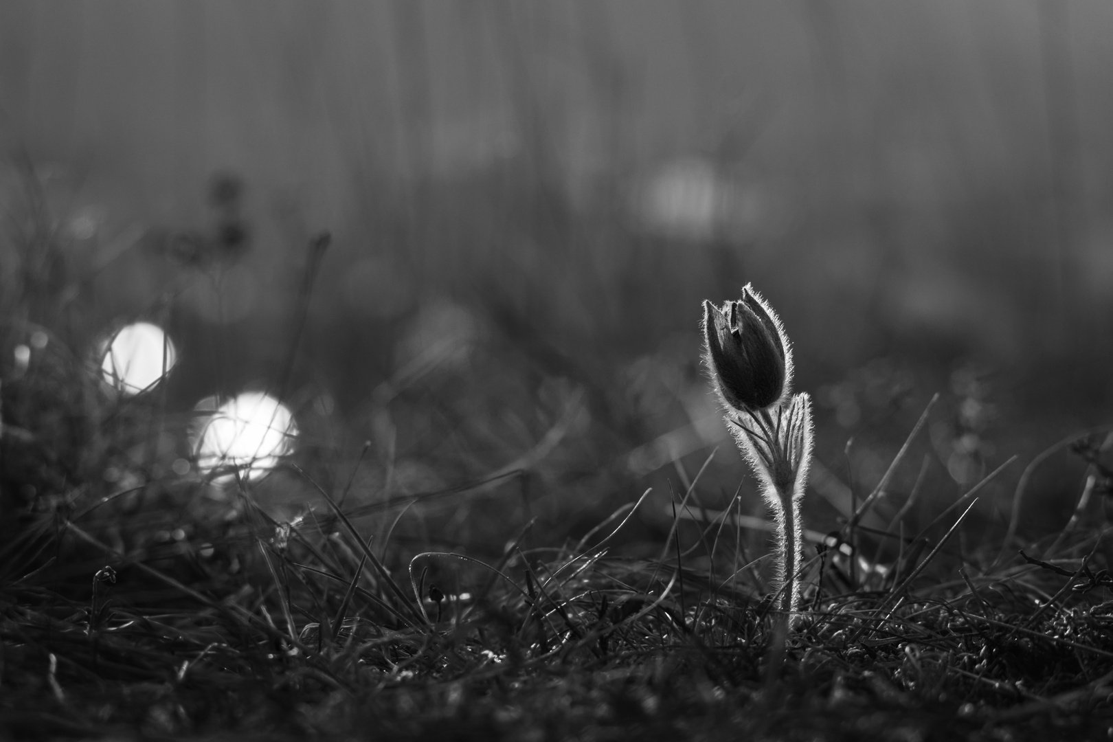 Pulsatilla im Abendlicht