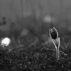 Pulsatilla im Abendlicht