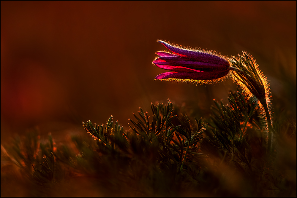 pulsatilla im allerletzten licht