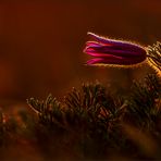 pulsatilla im allerletzten licht