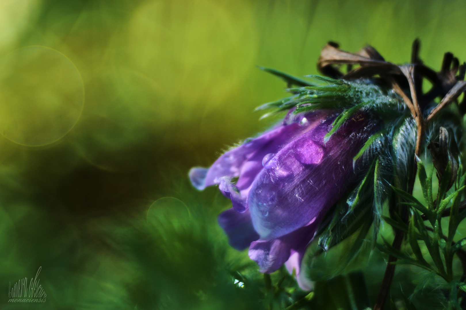 Pulsatilla im Garten