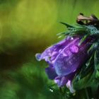 Pulsatilla im Garten