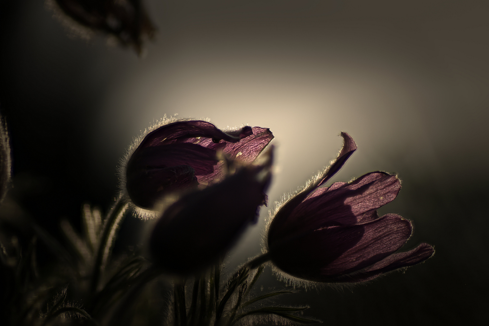 Pulsatilla im Garten