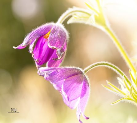 Pulsatilla im Gegenlicht