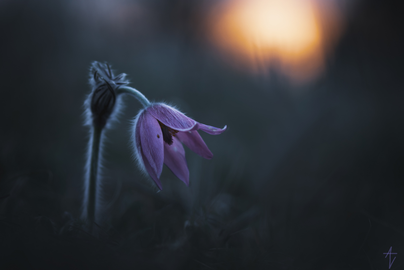 Pulsatilla im letzten Licht