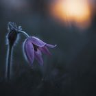 Pulsatilla im letzten Licht