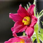 Pulsatilla im Licht - Küchenschelle