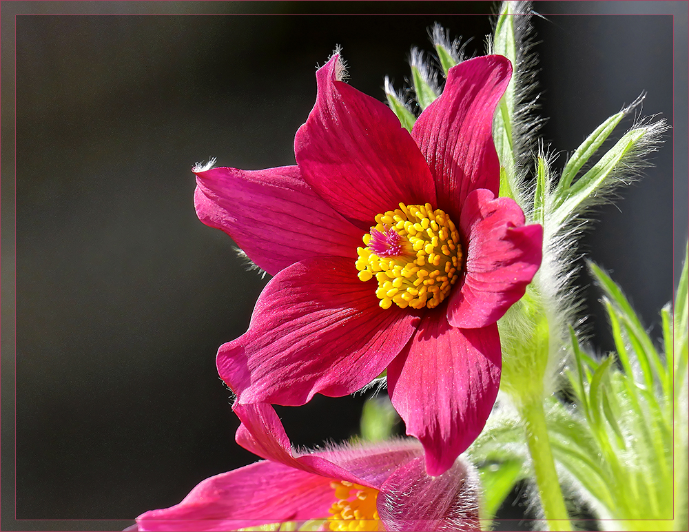 Pulsatilla im Licht - Küchenschelle