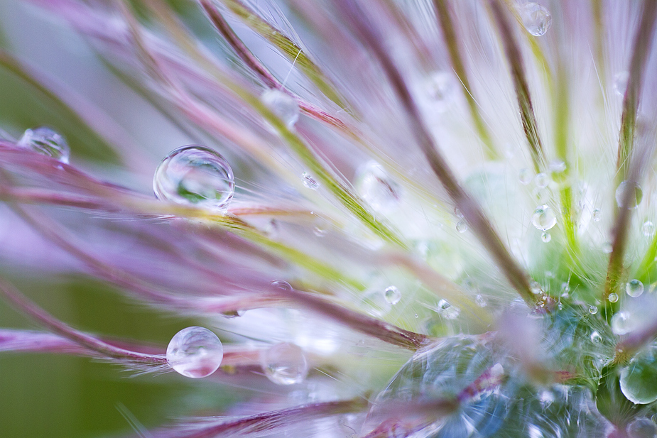 -Pulsatilla im Regen-