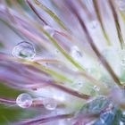 -Pulsatilla im Regen-