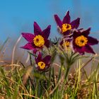 Pulsatilla im Sonnenschein