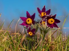 Pulsatilla im Sonnenschein