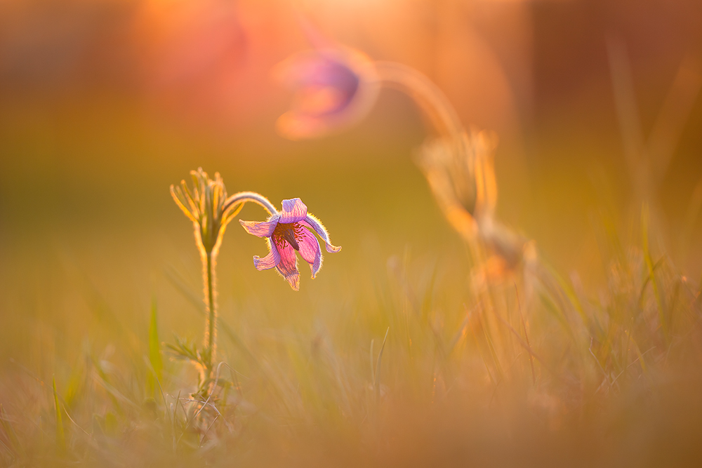 Pulsatilla im Sonnenuntergang