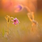 Pulsatilla im Sonnenuntergang