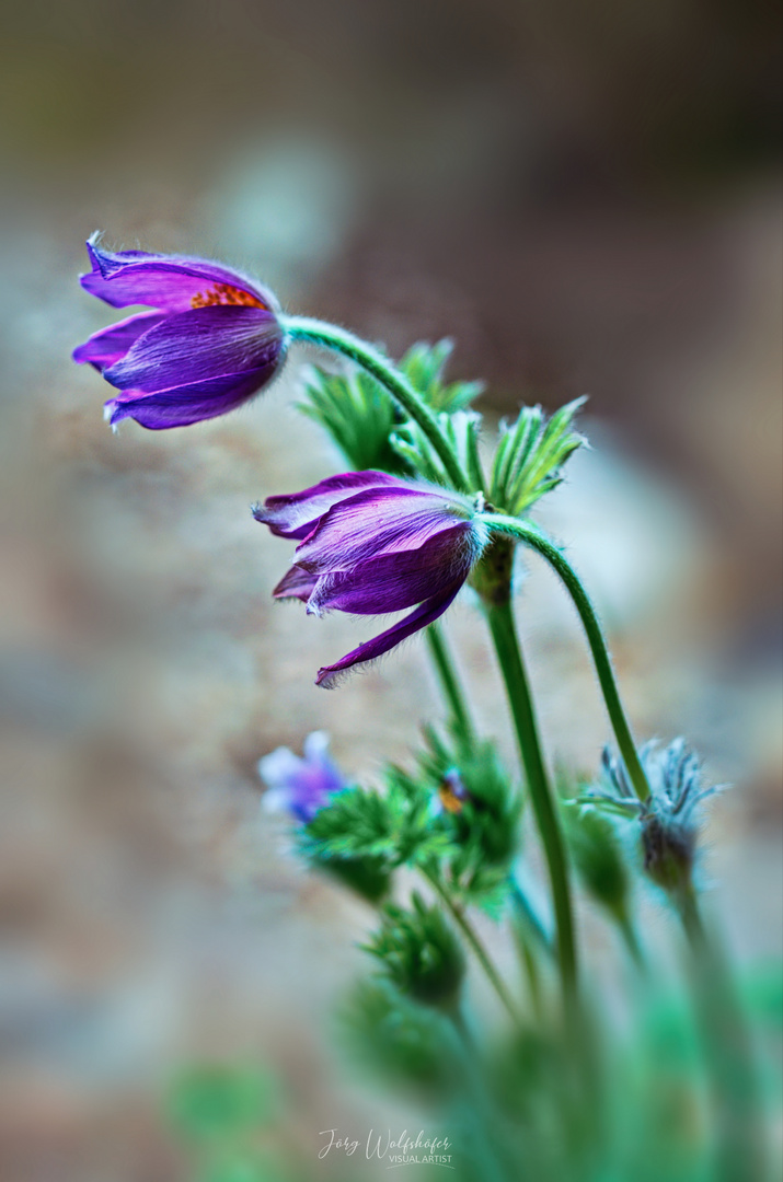 Pulsatilla im Wind