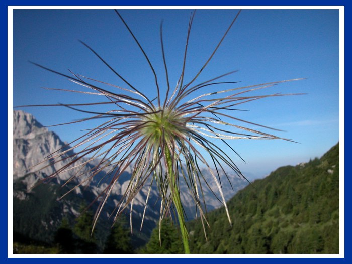 pulsatilla in den julischen alpen