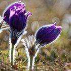 Pulsatilla in der Morgensonne