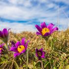 Pulsatilla in der Pfalz