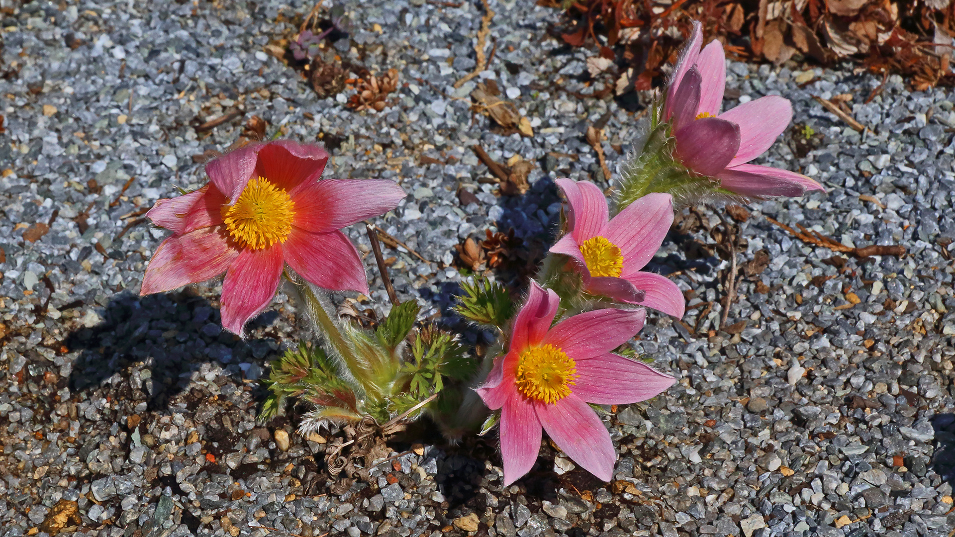 Pulsatilla in Rot mit dem Namen "Rote Glocke" in einer Holländischen Züchtung