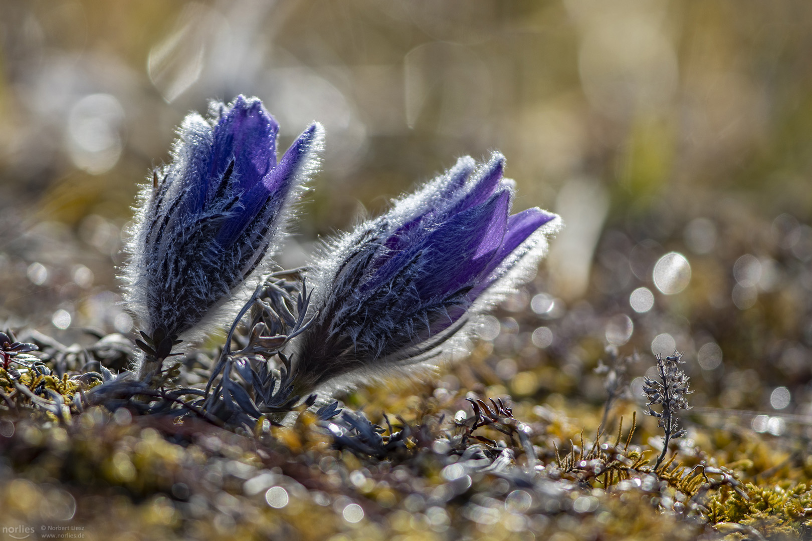 pulsatilla in the sparkling light