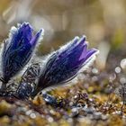 pulsatilla in the sparkling light