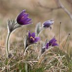 Pulsatilla ist schön