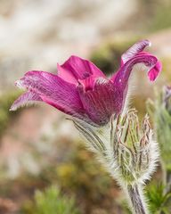 Pulsatilla: Küchen- oder Kuhschelle