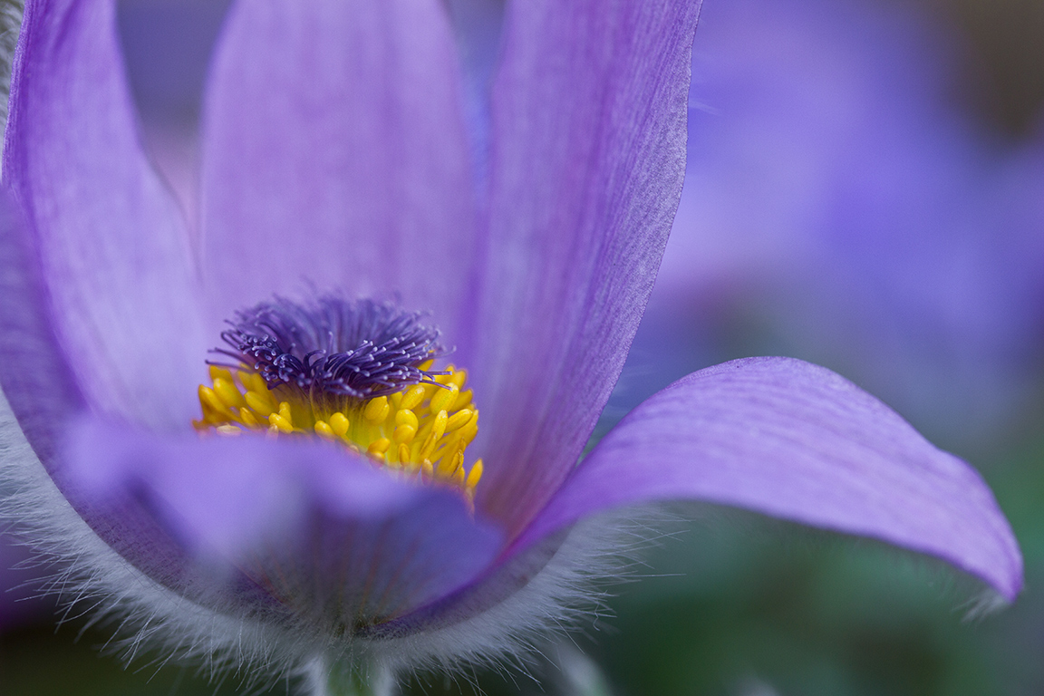 Pulsatilla - Küchenschelle