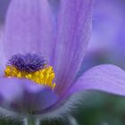 Pulsatilla - Küchenschelle