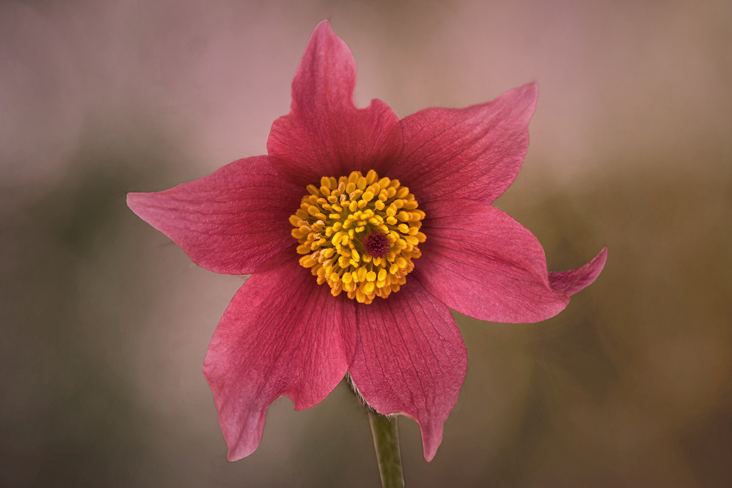 Pulsatilla - Küchenschelle...