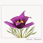 Pulsatilla - Küchenschelle...