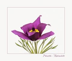 Pulsatilla - Küchenschelle...