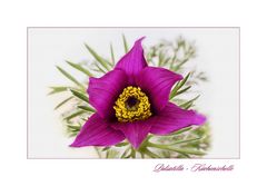 Pulsatilla - Küchenschelle...