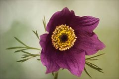 Pulsatilla - Küchenschelle...