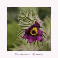 Pulsatilla - Küchenschelle...