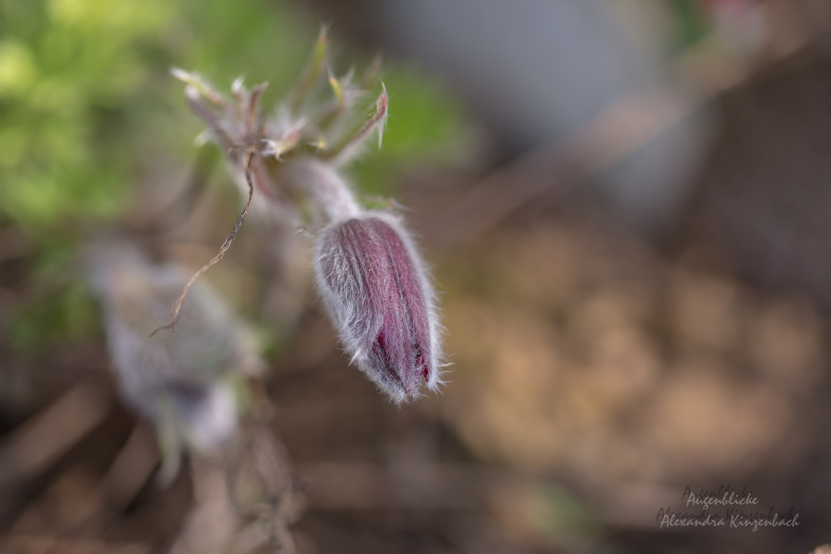 Pulsatilla ( Küchenschelle) I