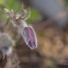 Pulsatilla ( Küchenschelle) I