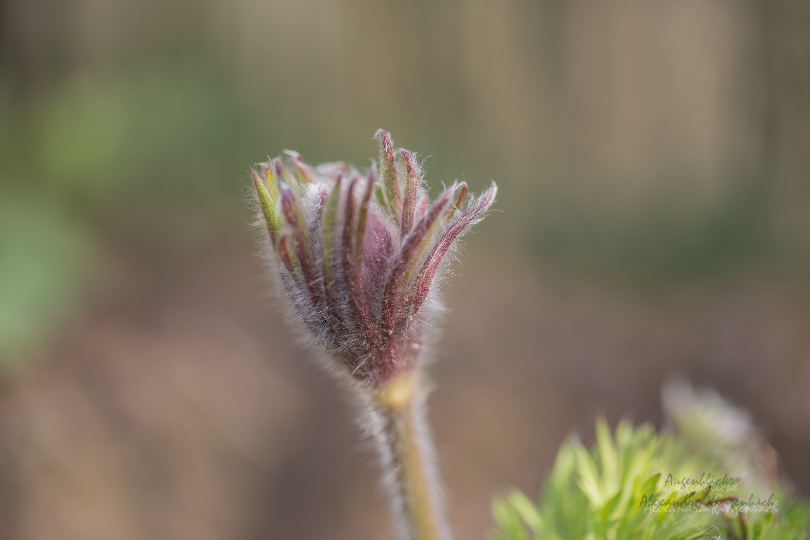 Pulsatilla ( Küchenschelle) II