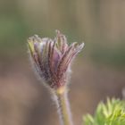 Pulsatilla ( Küchenschelle) II