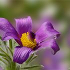 PULSATILLA - Kuhschelle