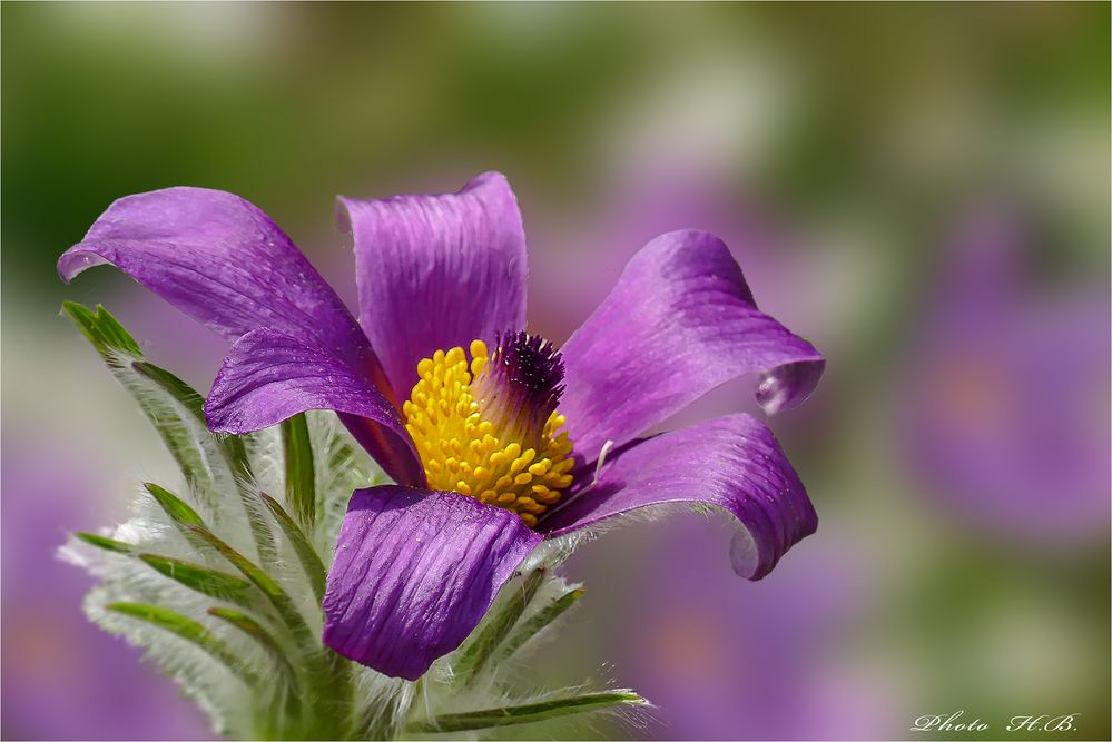 PULSATILLA - Kuhschelle