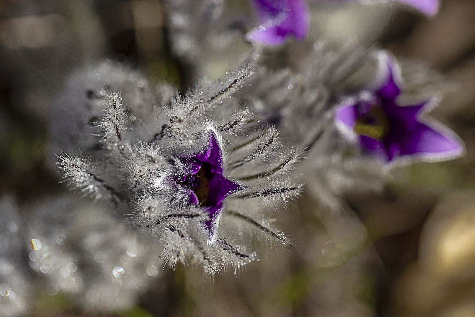 Pulsatilla (Kuhschelle) 2