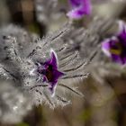 Pulsatilla (Kuhschelle) 2