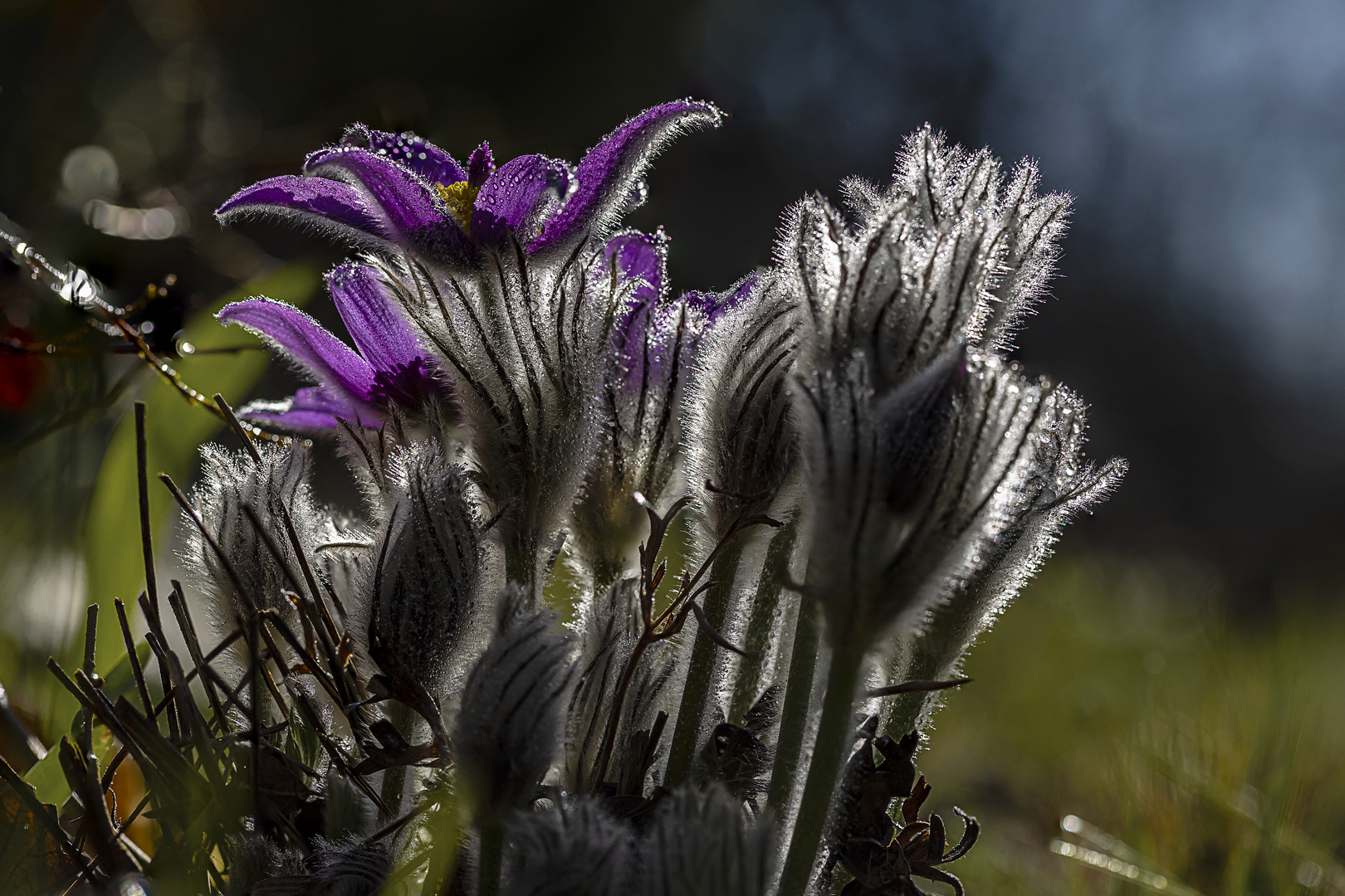 Pulsatilla (Kuhschelle) 3