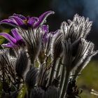 Pulsatilla (Kuhschelle) 3