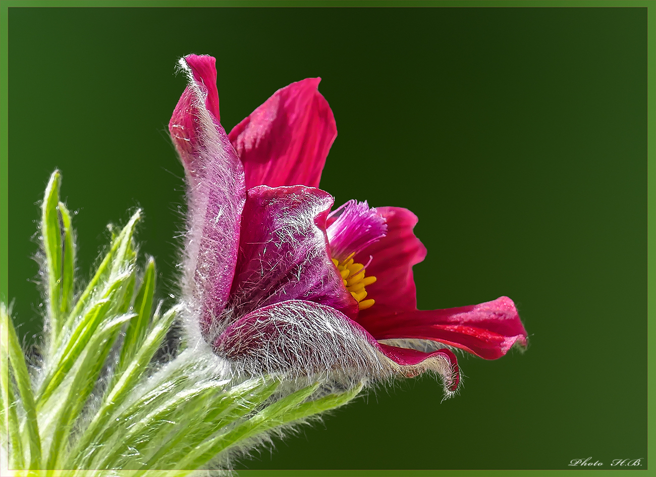 Pulsatilla ~~ Kuhschelle