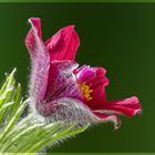 Pulsatilla ~~ Kuhschelle