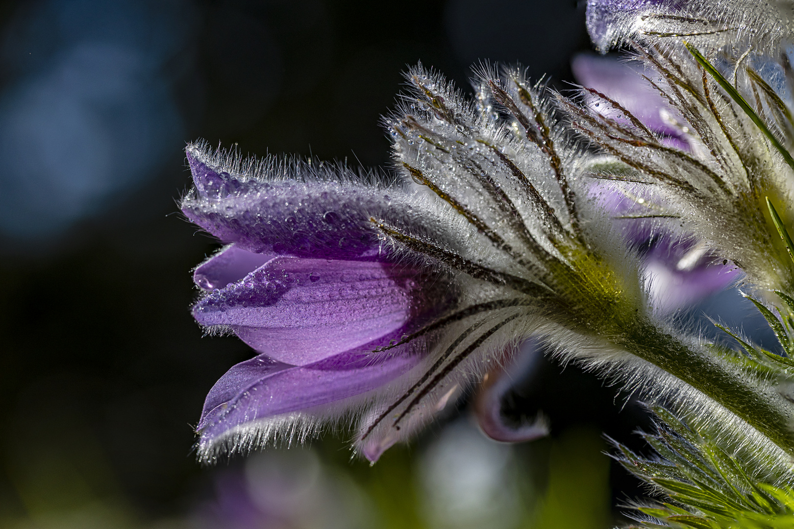 Pulsatilla (Kuhschelle) 